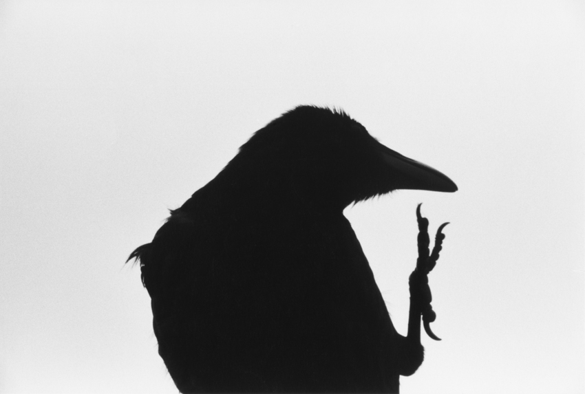 Masahisa Fukase, Erimo Cape, 1976, series Ravens Courtesy of Masahisa Fukase Archives and Michael Hoppen Gallery UK.
